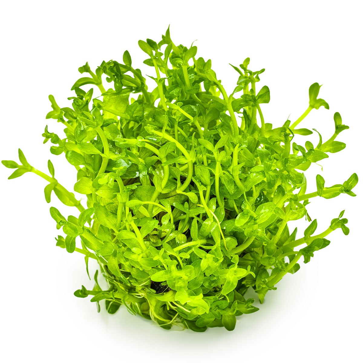 Bacopa caroliniana — 1-2-Grow!