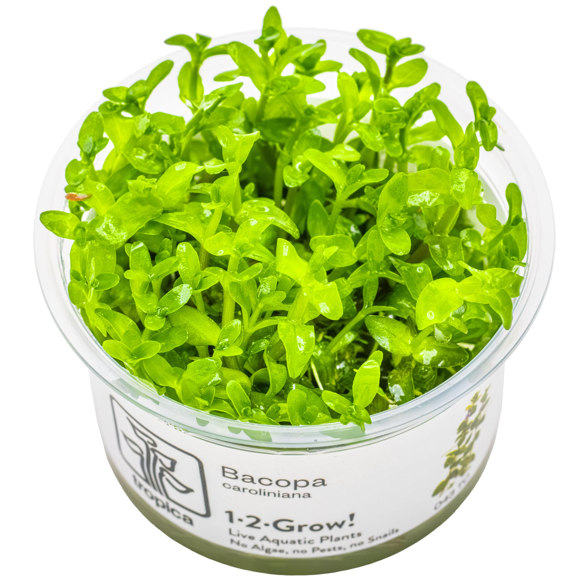 Bacopa caroliniana — 1-2-Grow!