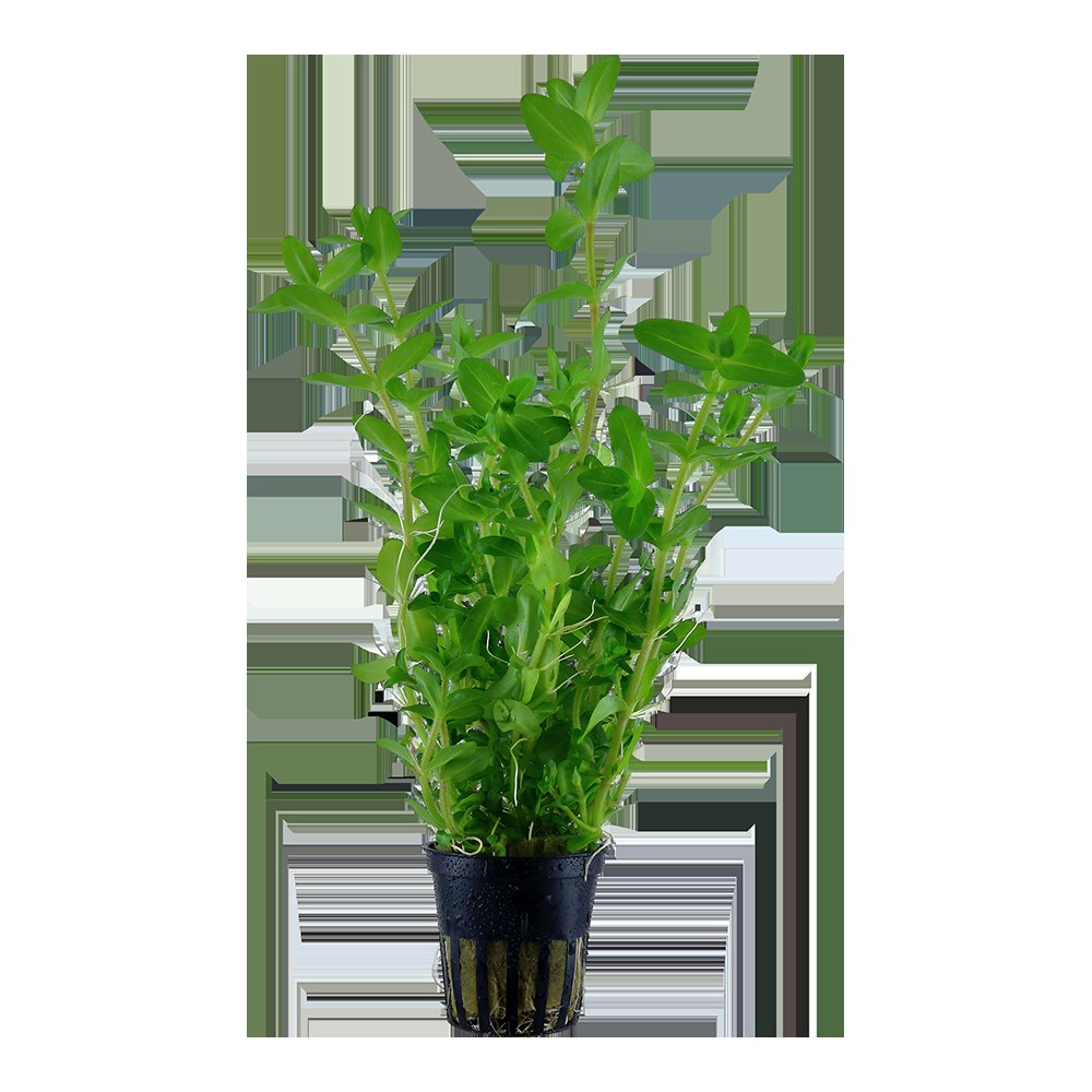 Bacopa caroliniana — Potted