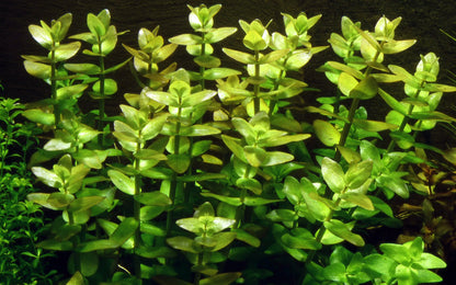 Bacopa caroliniana — Potted