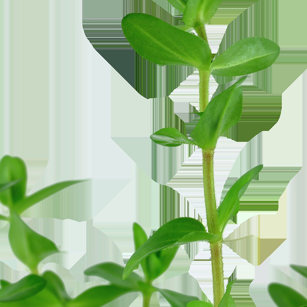 Bacopa caroliniana — Potted