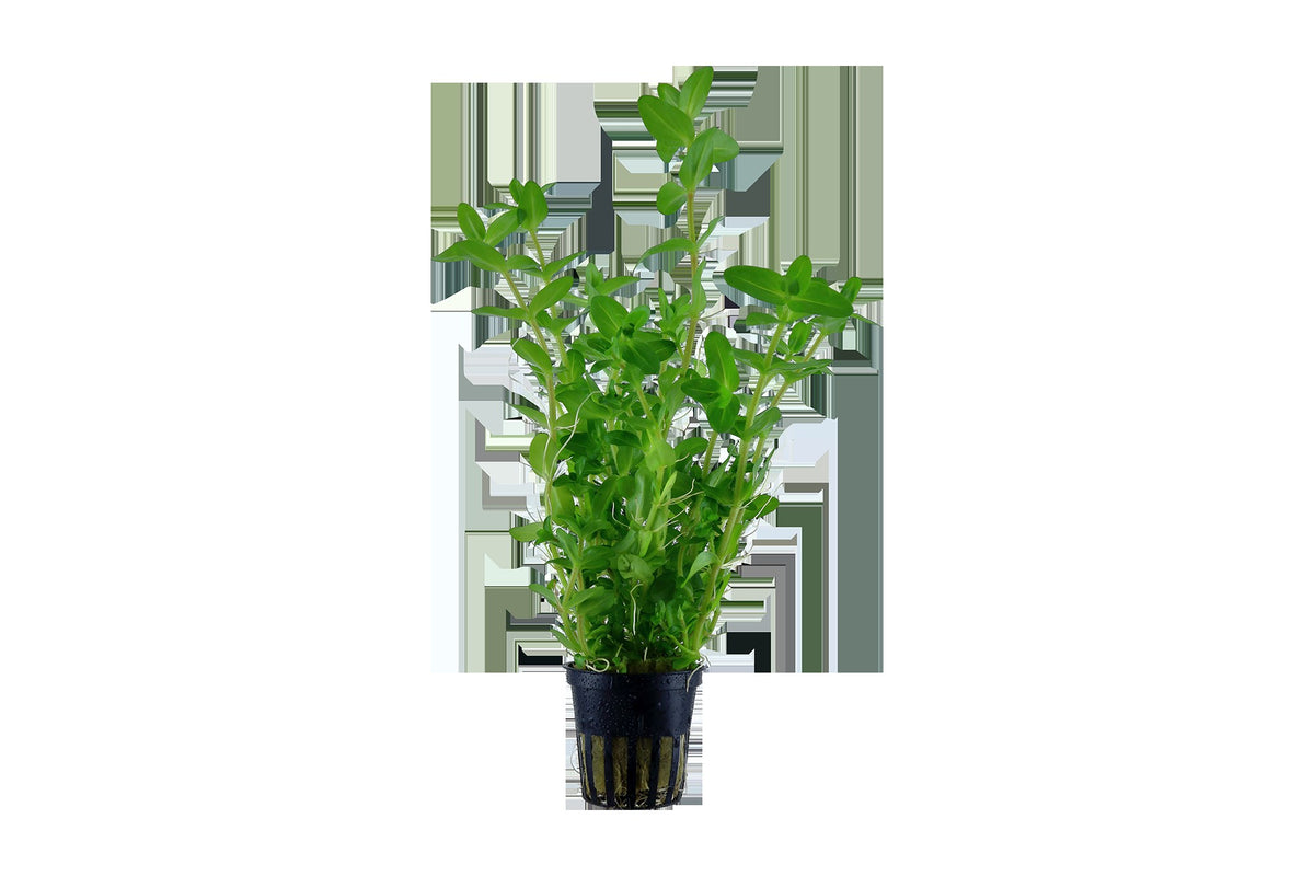 Bacopa caroliniana — Potted