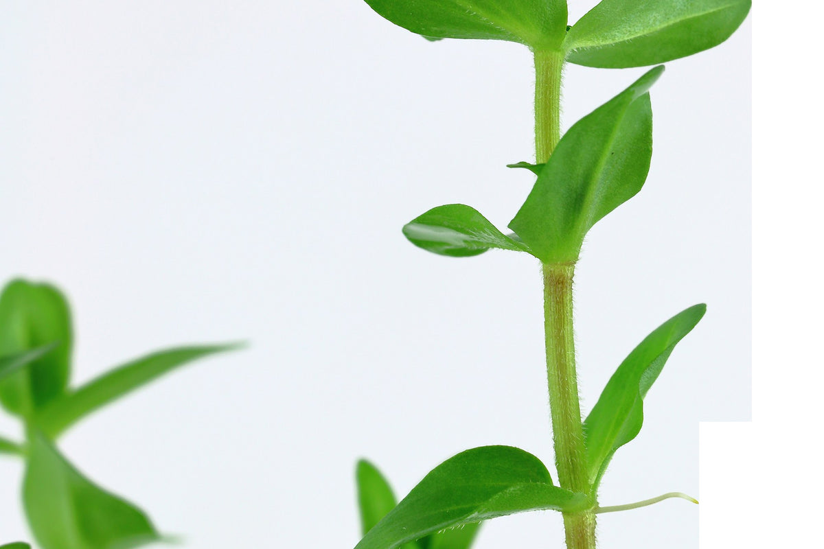 Bacopa caroliniana — Potted