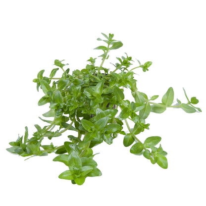 Bacopa caroliniana — Potted