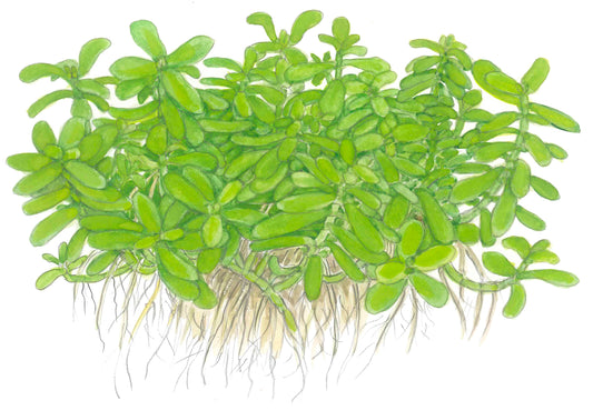 Bacopa monnieri 'Compact' — Potted