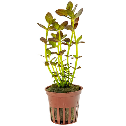 Bacopa salzmannii 'Purple' (Potted Aquarium Plant) — Potted