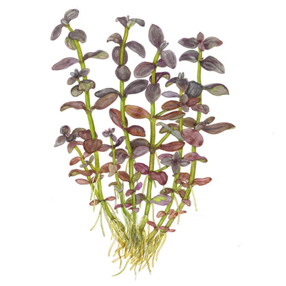 Bacopa salzmannii 'Purple' (Potted Aquarium Plant) — Potted