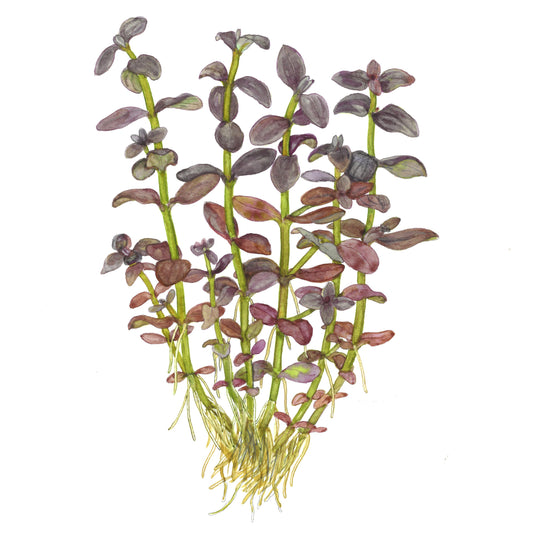 Bacopa salzmannii 'Purple' (Potted Aquarium Plant) — Potted