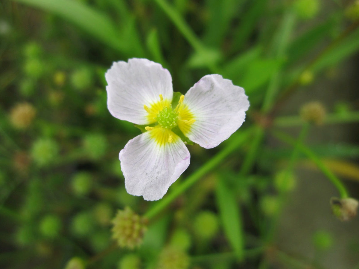 Baldellia ranunculoides Marginal Pond Plant