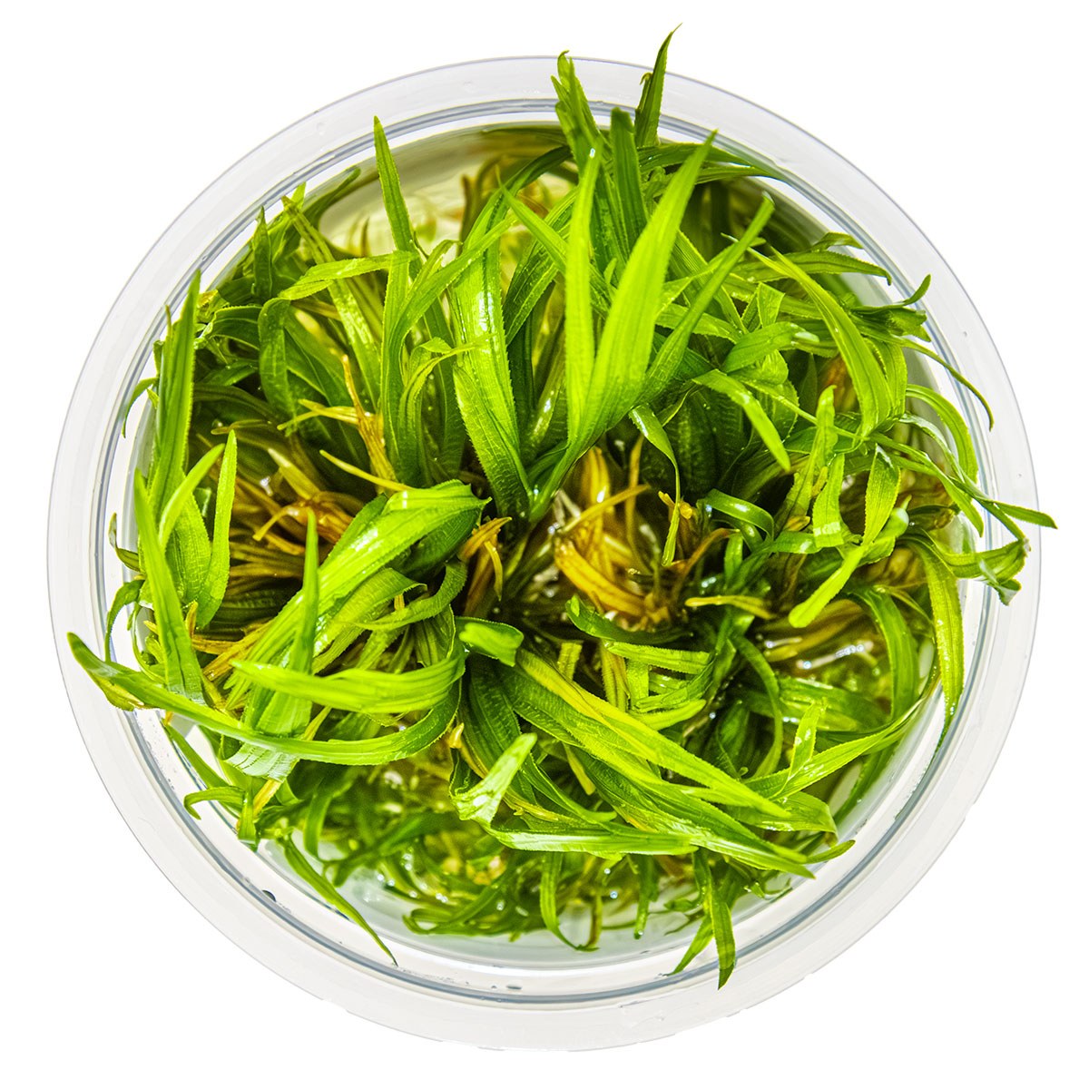 Blyxa japonica — 1-2-Grow!