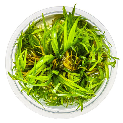 Blyxa japonica — 1-2-Grow!