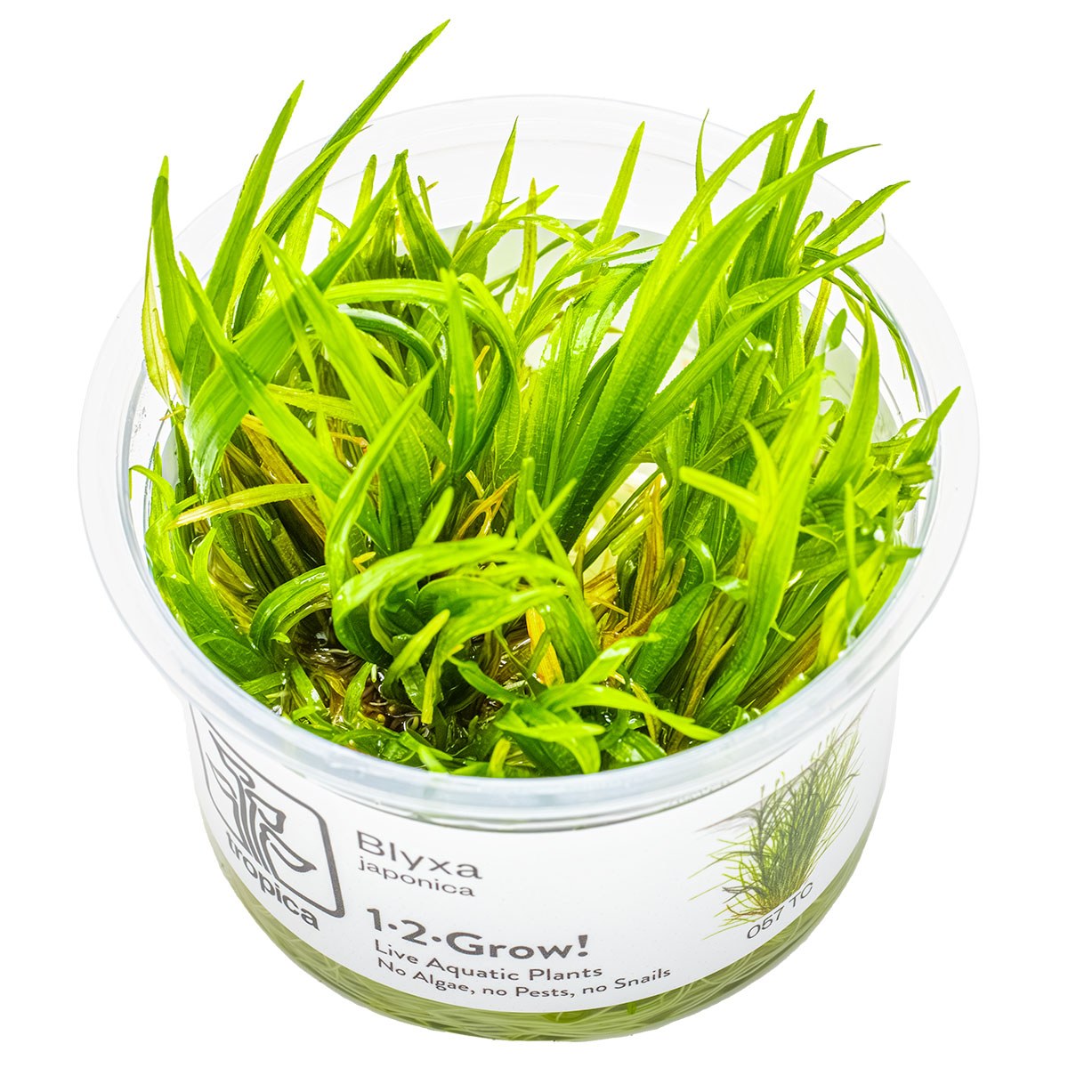 Blyxa japonica — 1-2-Grow!
