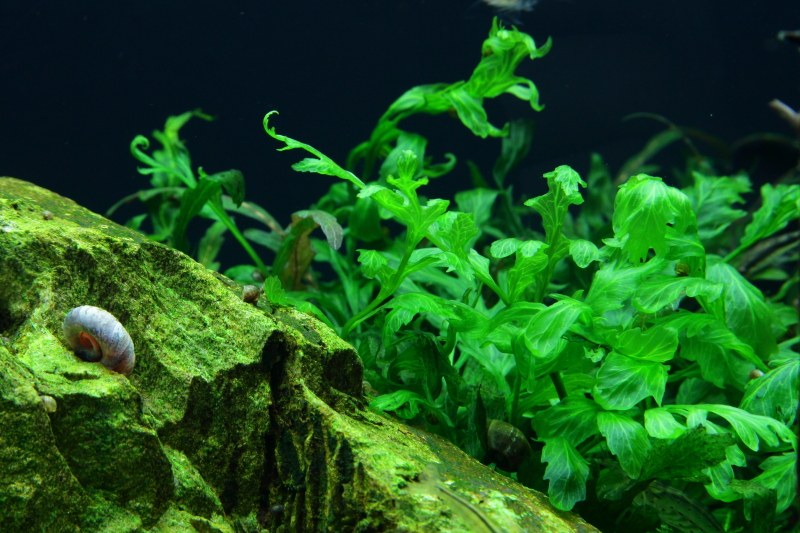 Bolbitis heudelotii