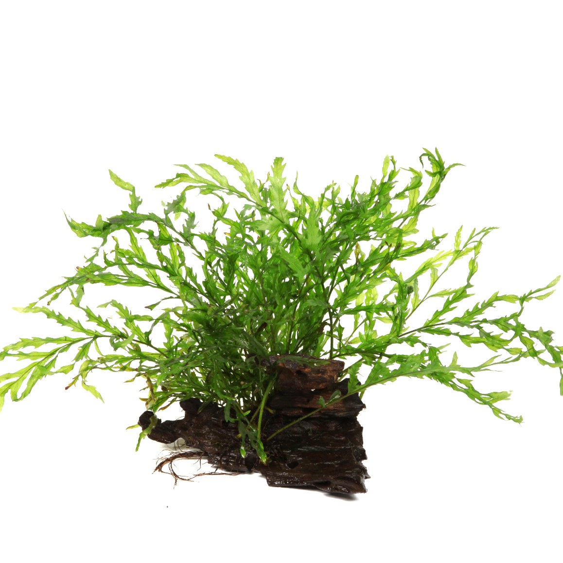 Bolbitis heudelotii Fern Mounted on Wood — Standard