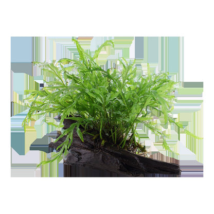 Bolbitis heudelotii Fern Mounted on Wood — Standard