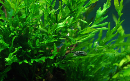 Bolbitis heudelotii Fern Mounted on Wood — Standard