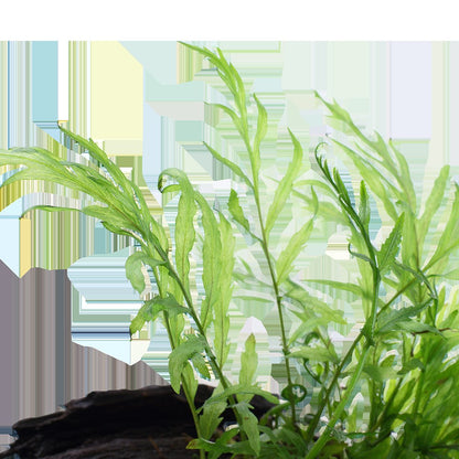 Bolbitis heudelotii Fern Mounted on Wood — Standard