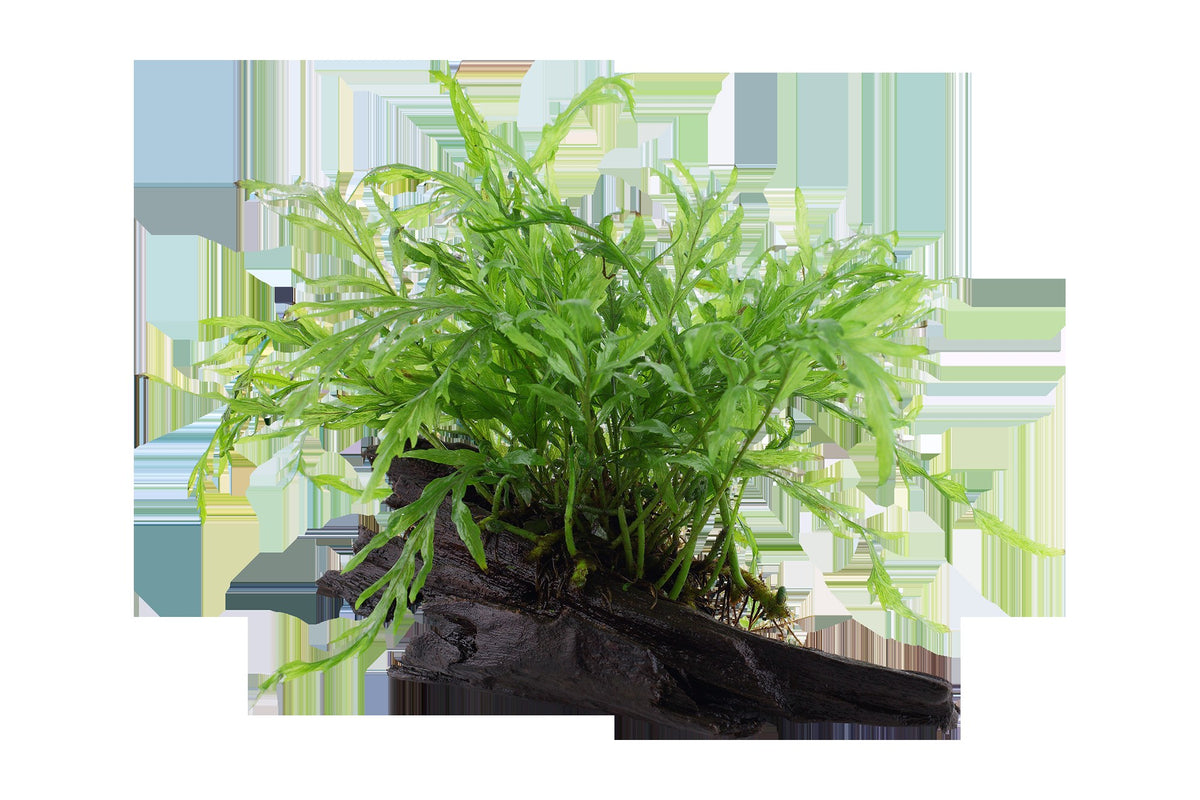 Bolbitis heudelotii Fern Mounted on Wood — Standard
