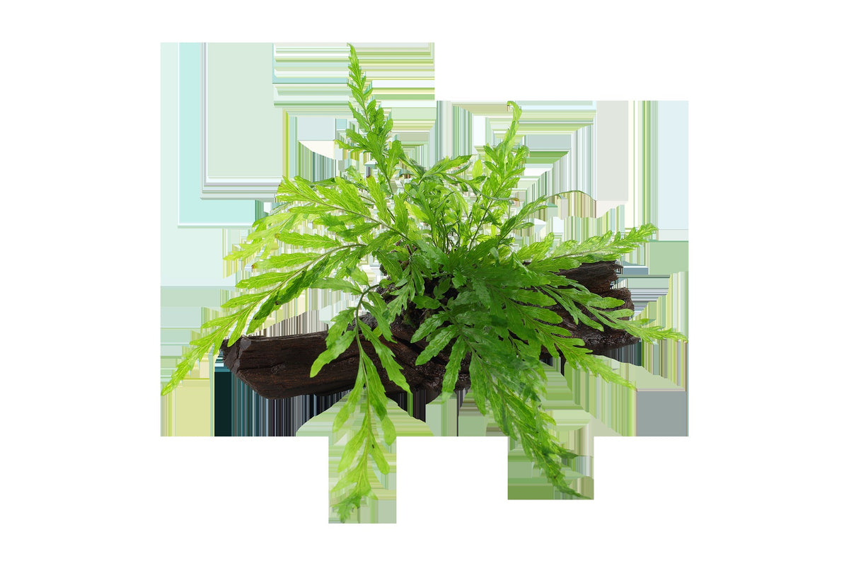 Bolbitis heudelotii Fern Mounted on Wood — Standard