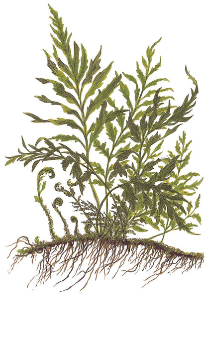 Bolbitis heudelotii Fern Mounted on Wood — Standard