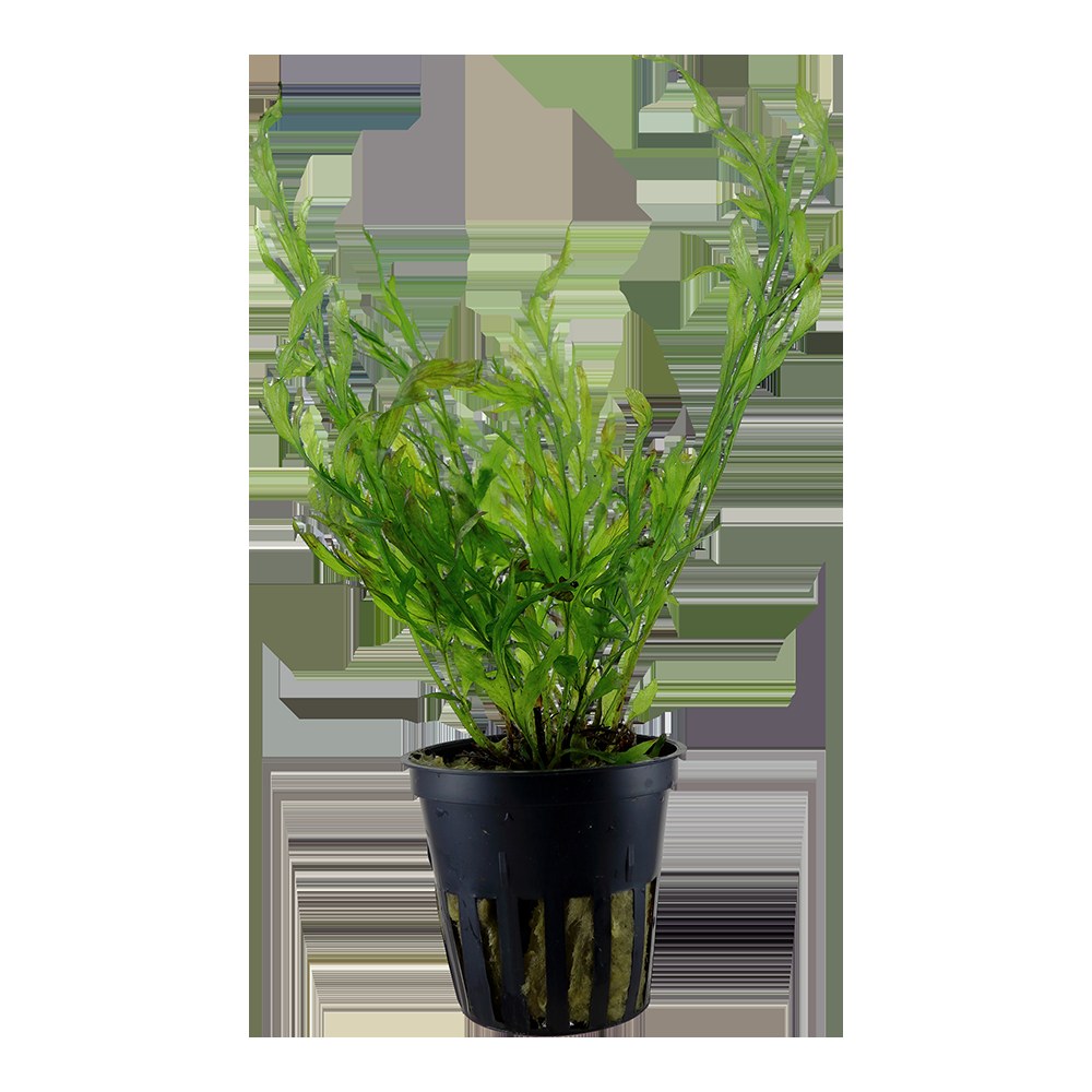 Bolbitis heudelotii — Potted