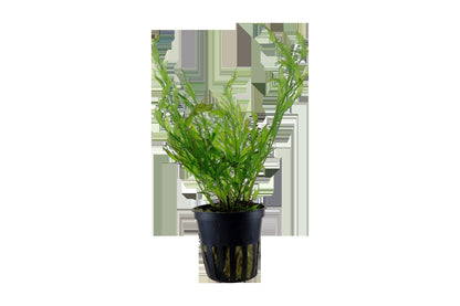 Bolbitis heudelotii — Potted