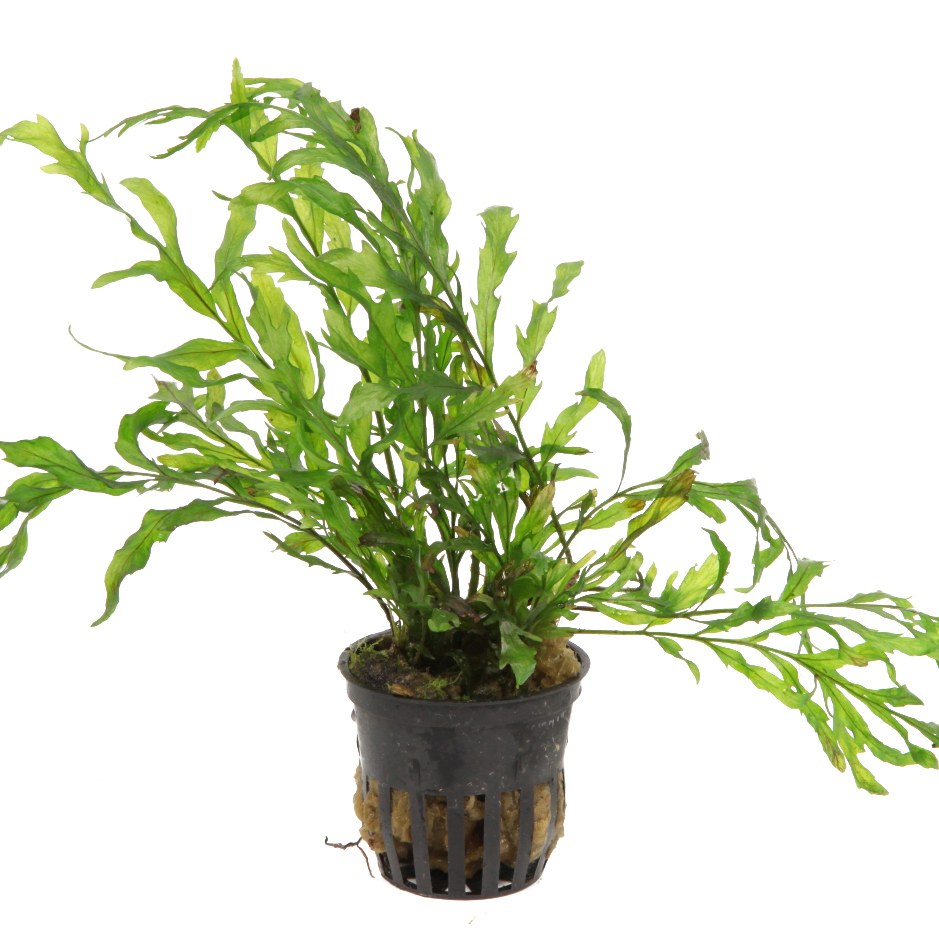 Bolbitis heudelotii — Potted