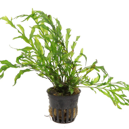Bolbitis heudelotii — Potted
