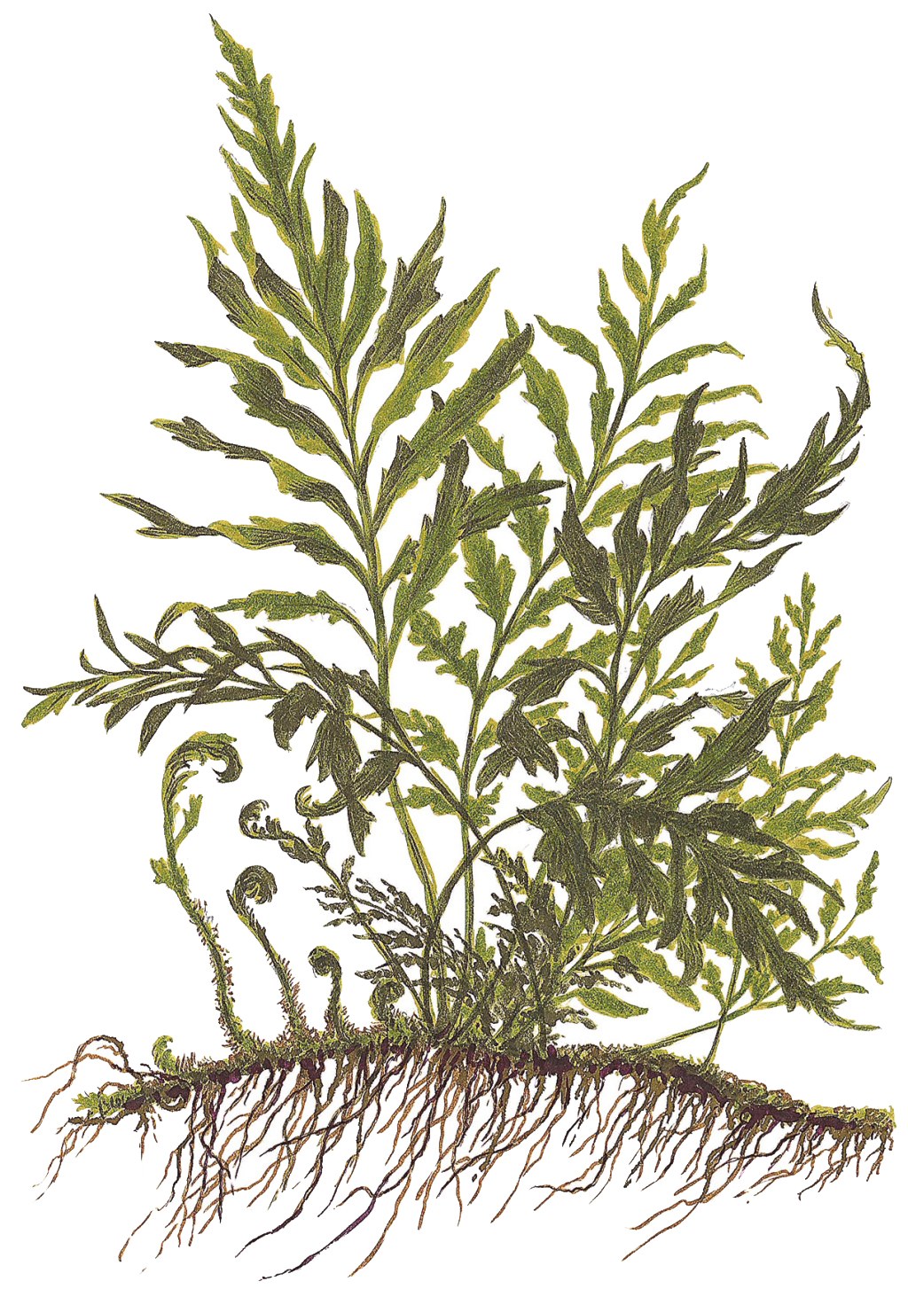 Bolbitis heudelotii