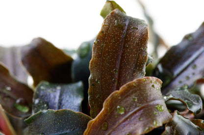 Bucephalandra diabolica 'Kedagang' Aquarium Plant — Potted