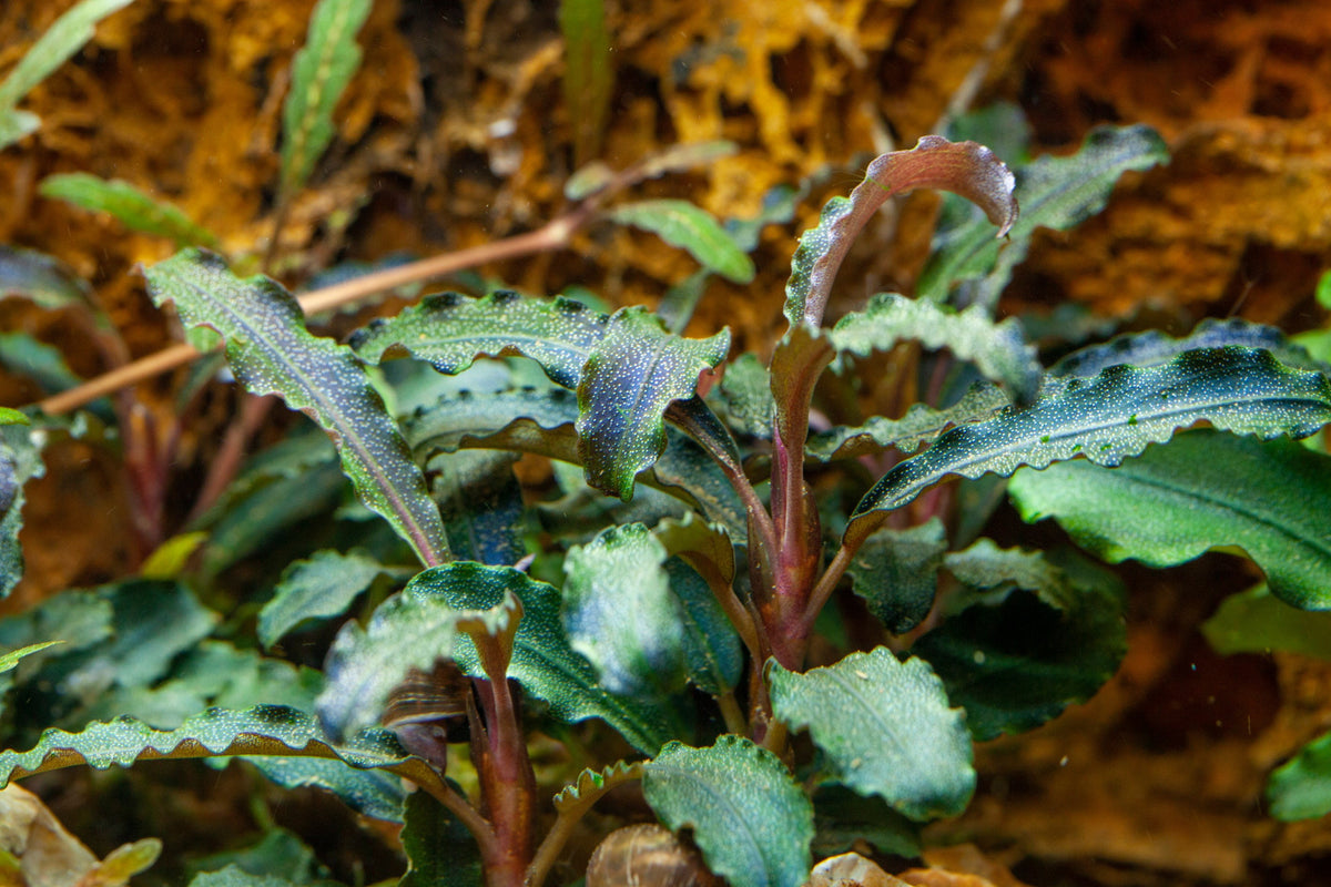 Bucephalandra diabolica 'Kedagang' Aquarium Plant — Potted