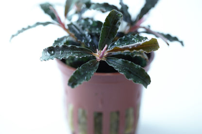 Bucephalandra diabolica 'Kedagang' Aquarium Plant — Potted
