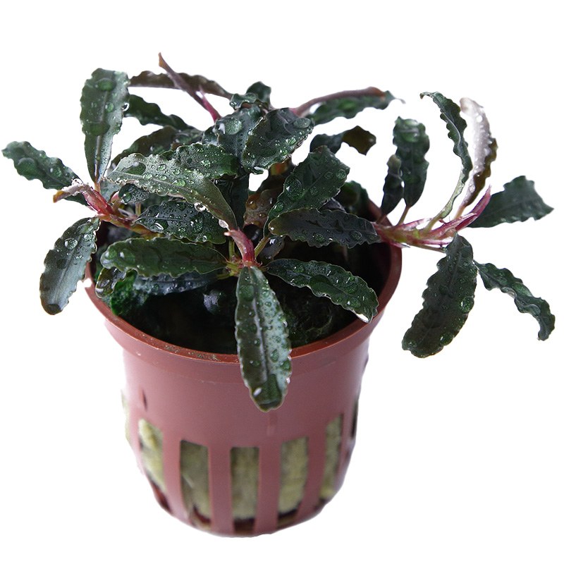 Bucephalandra diabolica 'Kedagang' Aquarium Plant — Potted