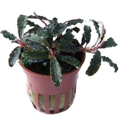 Bucephalandra diabolica 'Kedagang' Aquarium Plant — Potted