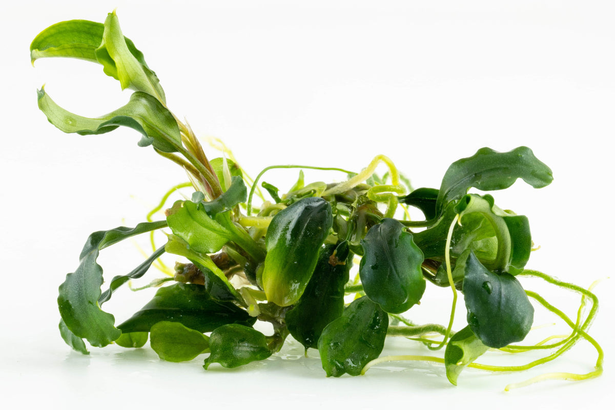 Bucephalandra pygmaea 'Bukit Kelam' — 1-2-Grow!
