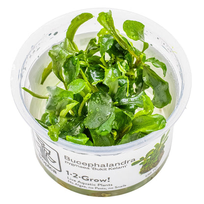 Bucephalandra pygmaea 'Bukit Kelam' — 1-2-Grow!