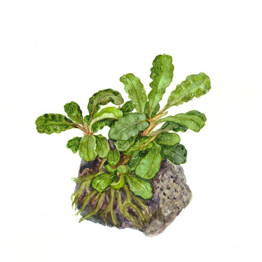 Bucephalandra pygmaea 'Bukit Kelam' on Lava Stone — Standard
