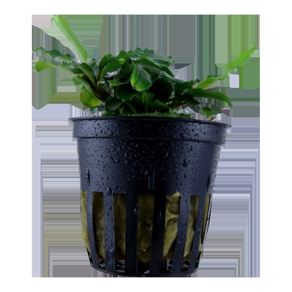 Bucephalandra pygmaea 'Bukit Kelam' — Potted