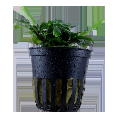 Bucephalandra pygmaea 'Bukit Kelam' — Potted