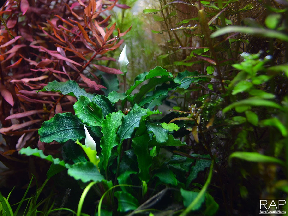 Bucephalandra pygmaea 'Bukit Kelam' — Potted