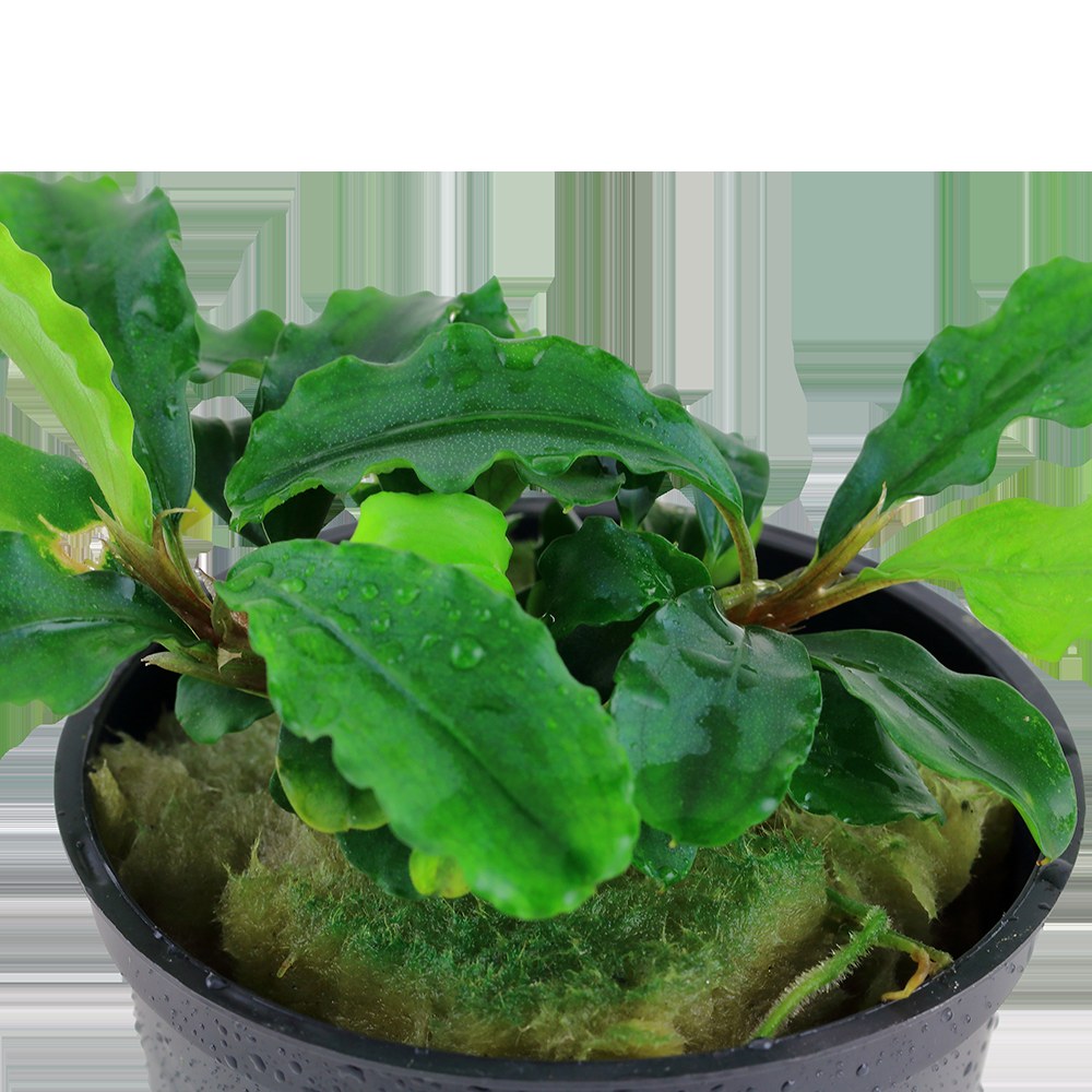 Bucephalandra pygmaea 'Bukit Kelam' — Potted