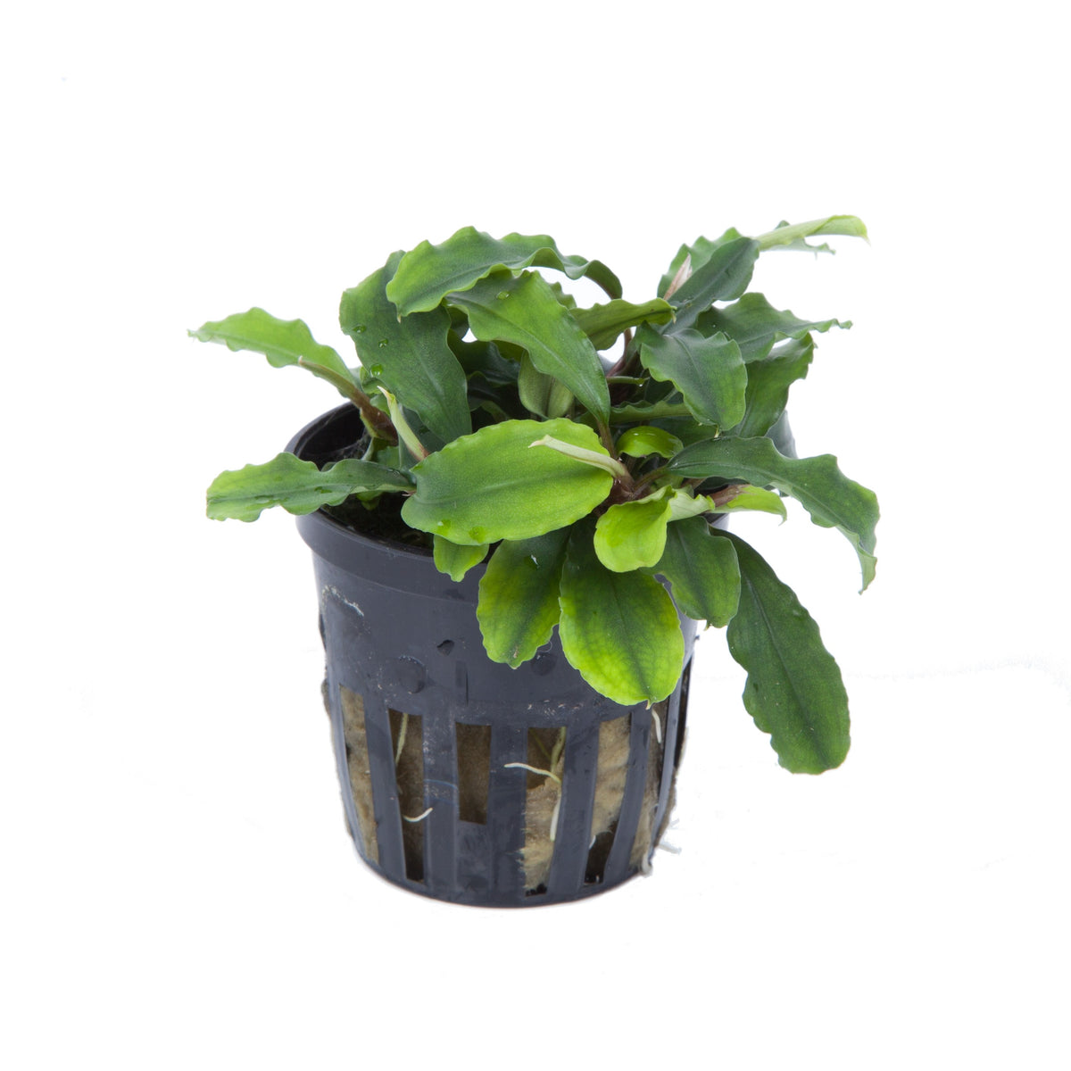 Bucephalandra pygmaea 'Bukit Kelam' — Potted