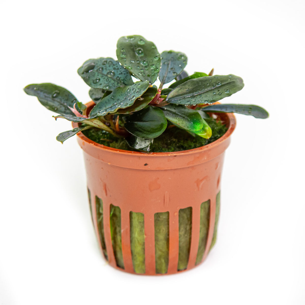 Bucephalandra sordidula 'Blue' Potted Aquarium Plant — Potted