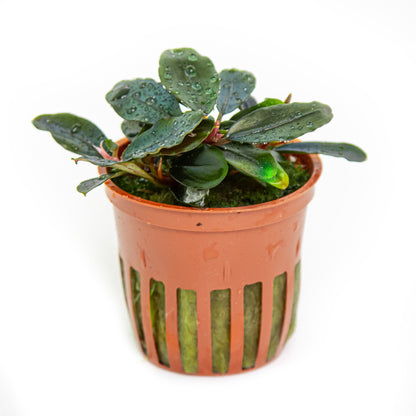 Bucephalandra sordidula 'Blue' Potted Aquarium Plant — Potted