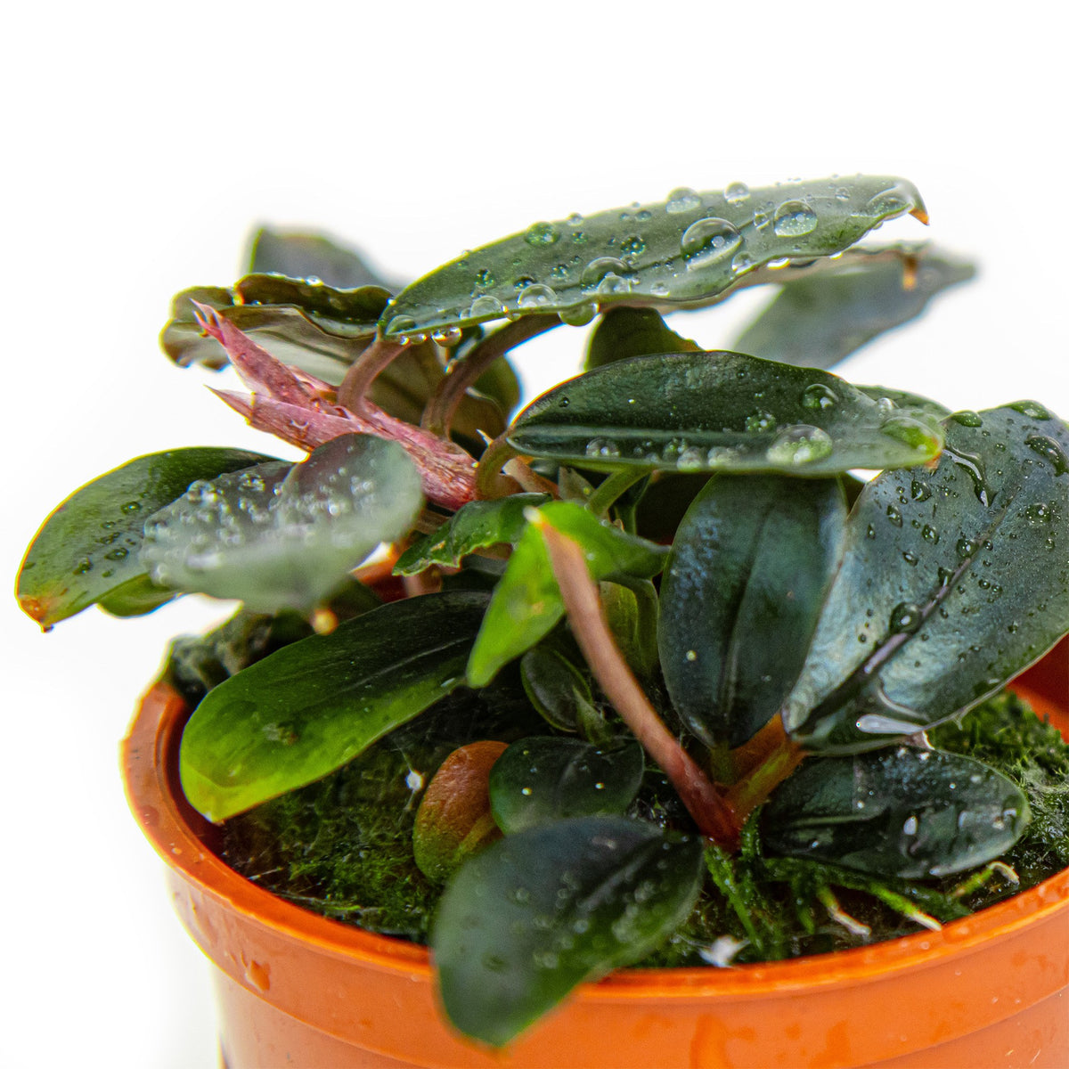 Bucephalandra sordidula 'Blue' Potted Aquarium Plant — Potted
