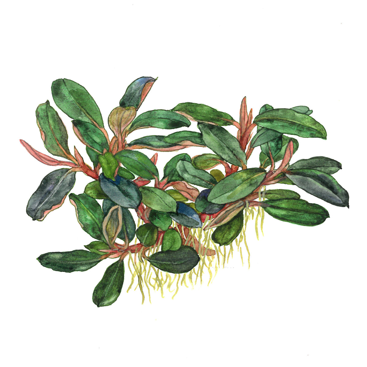 Bucephalandra sordidula 'Blue' Potted Aquarium Plant — Potted