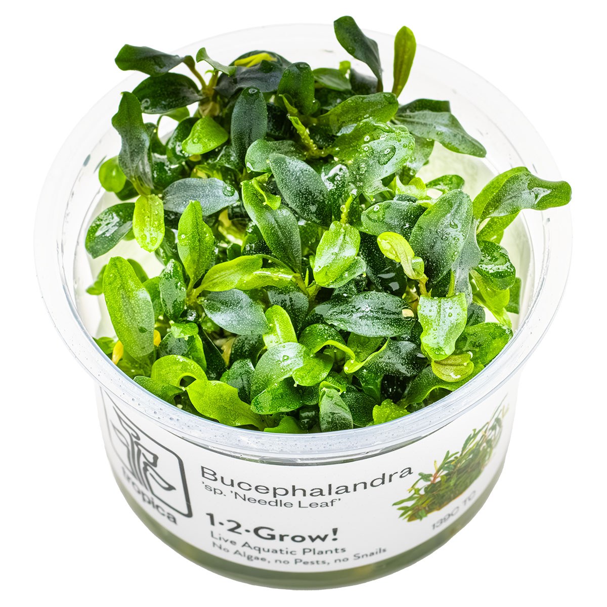 Bucephalandra sp. 'Needle Leaf' Aquarium Plant - 1-2-Grow! Tissue Culture — 1-2-Grow!