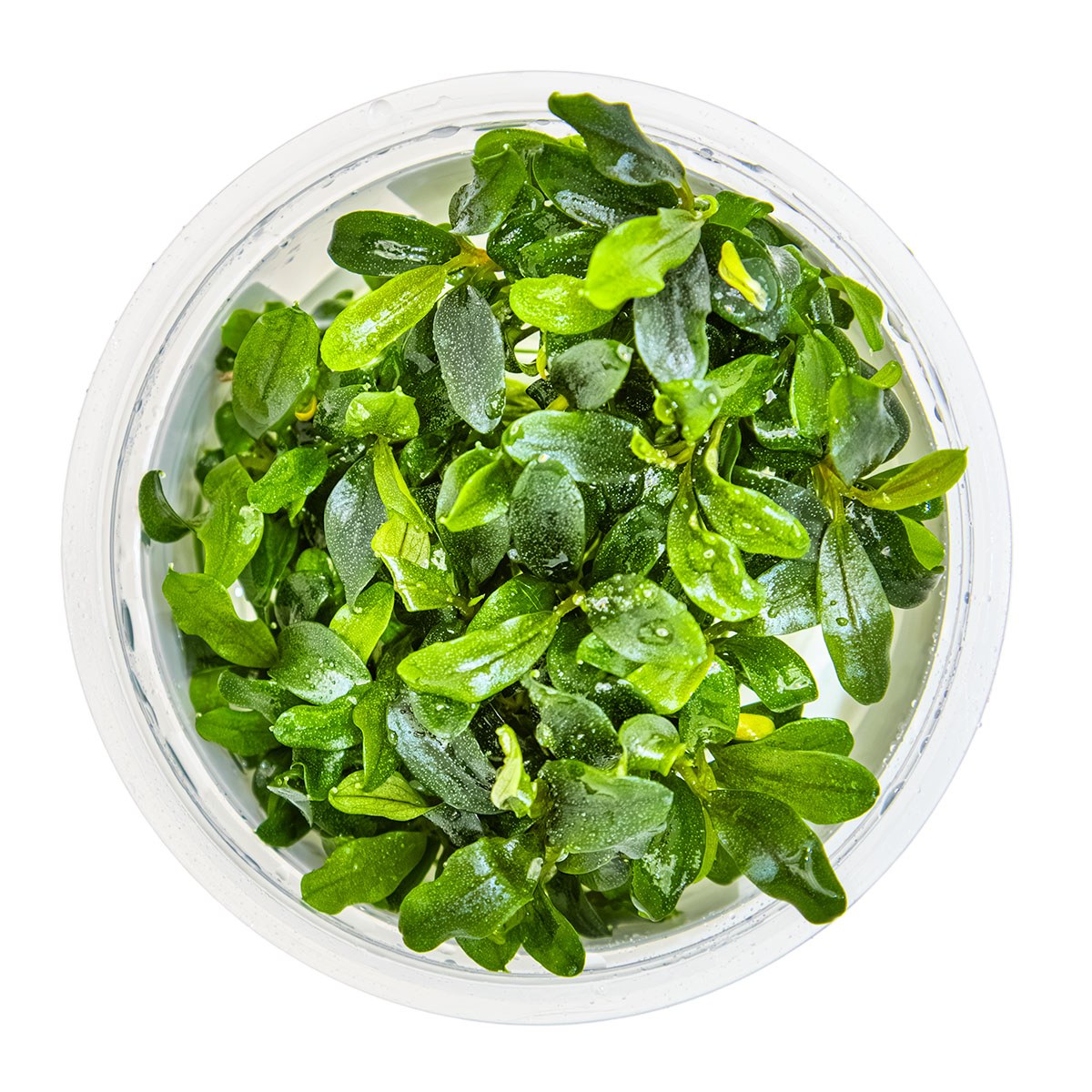 Bucephalandra sp. 'Needle Leaf' Aquarium Plant - 1-2-Grow! Tissue Culture — 1-2-Grow!