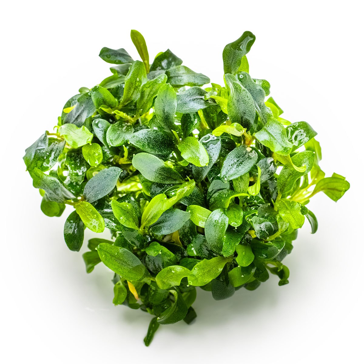 Bucephalandra sp. 'Needle Leaf' Aquarium Plant - 1-2-Grow! Tissue Culture — 1-2-Grow!