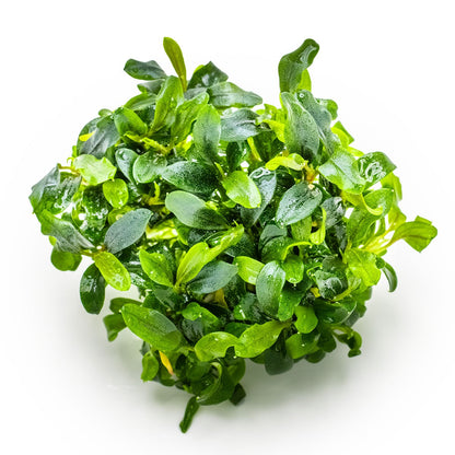 Bucephalandra sp. 'Needle Leaf' Aquarium Plant - 1-2-Grow! Tissue Culture — 1-2-Grow!